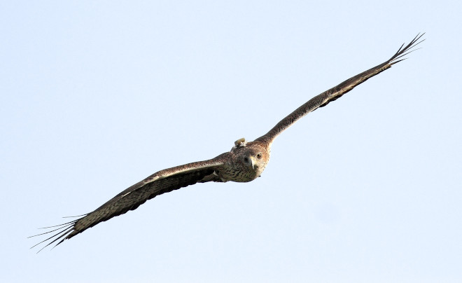 Águila de Bonelli "Bélmez", con el emisor GPS visible. Este ejemplar macho reintroducido en la Comunidad de Madrid forma parte de una de las parejas de la especie que han criado con éxito en 2020. Foto: Sergio de la Fuente / GREFA.