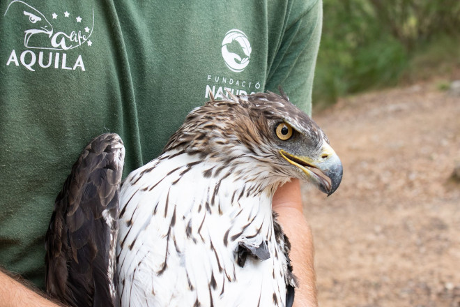 Águila de Bonelli capturada para su marcaje con GPS en Mallorca. Foto: Cati Artigues.