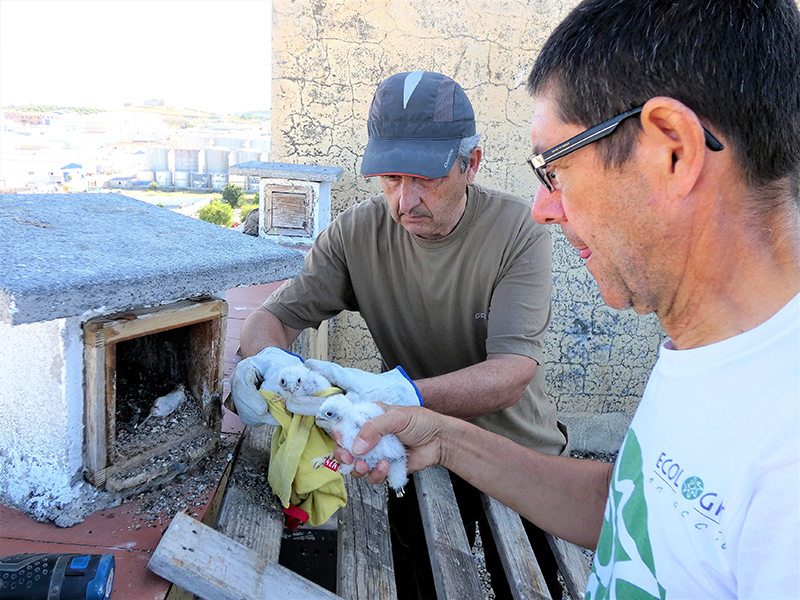 Nuestros compañeros Curro y Luis introducen pollos de cernícalo primilla en un nidal del silo de Baena (Córdoba), una vez anillados.
