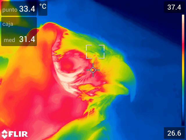 Foto termográfica de la cabeza del águila culebrera que nos permitió confirmar el diagnóstico de electrocución. La mancha azulada del interior del recuadro se corresponde con una zona más fría. En las electrocuciones, al quedar dañados los tejidos y la vascularización, disminuye la temperatura de la zona afectada.