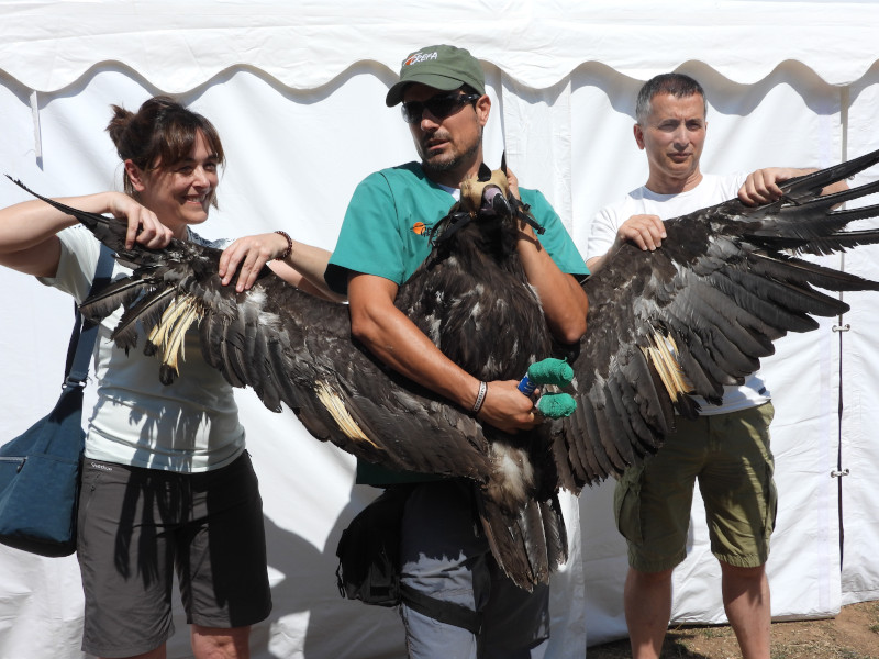 Lucky sponsors photographed with their adopted cinereous vulture, destined for its reintroduction in the Sierra de la Demanda, Northern Spain.