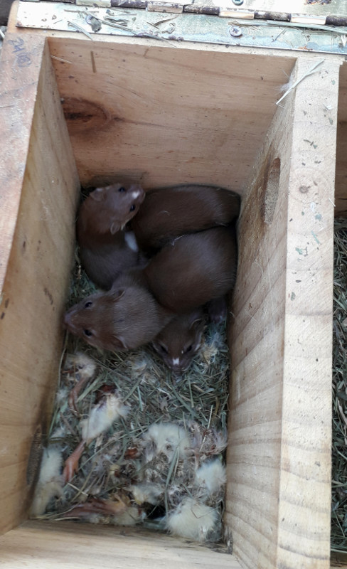 Las tres crías de comadreja en la caja nido donde han nacido, en las instalaciones del centro de GREFA.