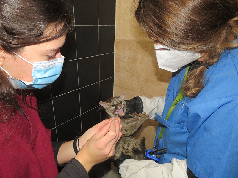 Dos veterinarias de GREFA con la gineta joven que ingresó en nuestro centro.