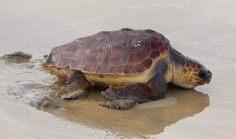 Momento en el que entra en el mar la tortuga boba liberada en la playa de Cofete (Fuerteventura). Foto: Miguel Garcés.