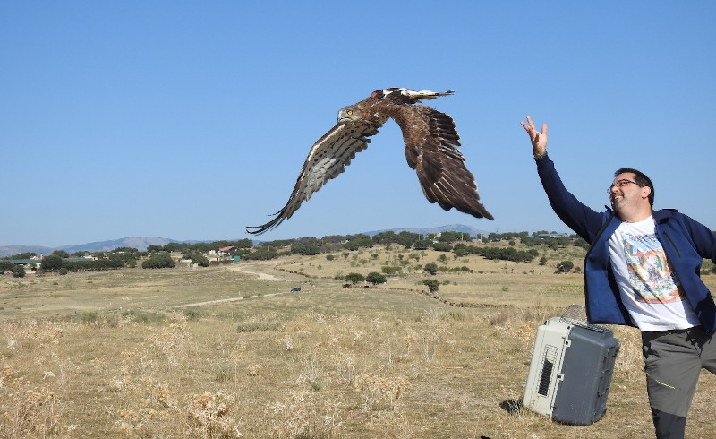 Un padrino libera a un águila culebrera recuperada por GREFA.