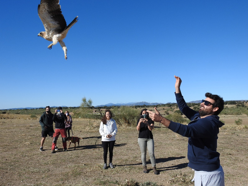 Un águila calzada echa el vuelo tras ser liberada por su padrino.