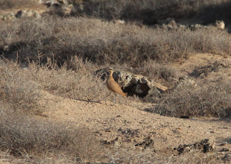 El corredor sahariano, por su singularidad y su presencia en hábitat muy determinados, es una de las especies que han tenido un interés especial en el trabajo de campo que hemos realizado. Foto: Miguel Garcés.