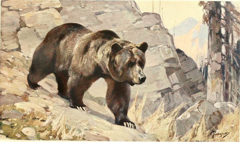 Dibujo de oso pardo. Autor: Carl Rungius (1869-1859).