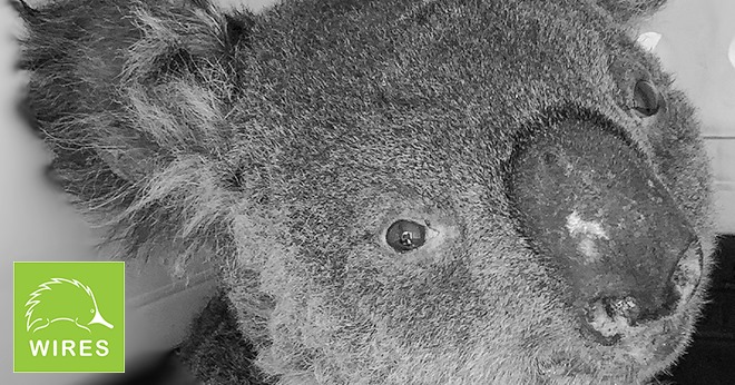 Primer plano de un koala en el hospital de fauna australiano Wires.