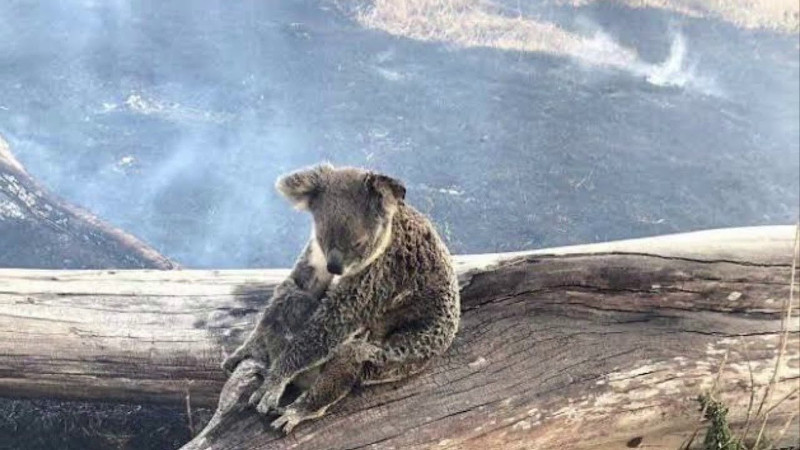 Koala afectado por la destrucción de su hábitat a causa de los incendios australianos. Foto: Wires.