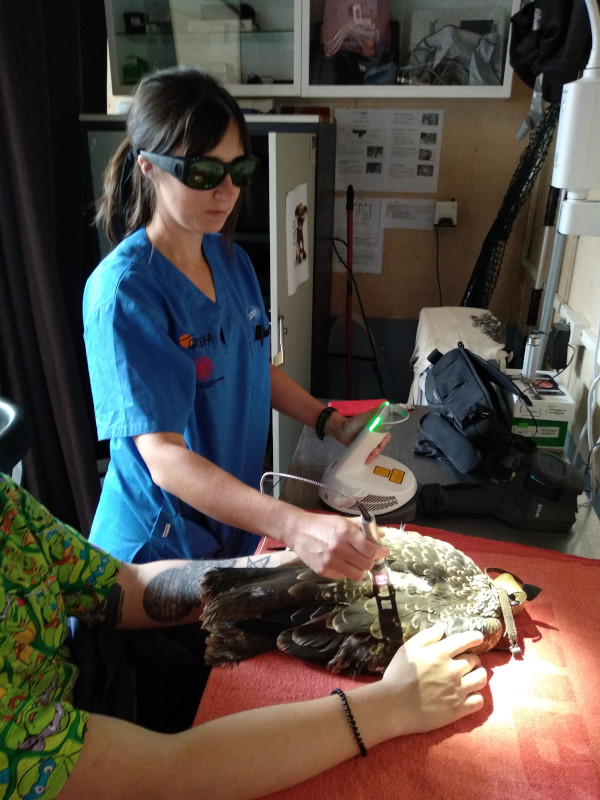 Una veterinaria de GREFA usa el láser terapéutico con un milano negro.