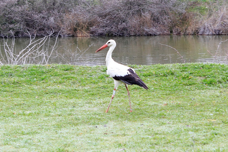 La cigüeña blanca liberada, tras su suelta en el Parque Polvoranca.