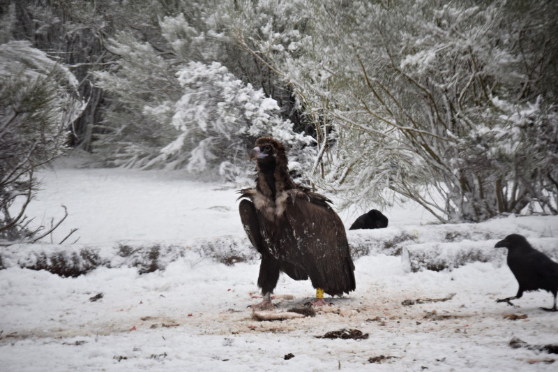 El buitre negro "Bernabé", en un punto de alimentación de la Sierra de la Demanda, el pasado invierno.