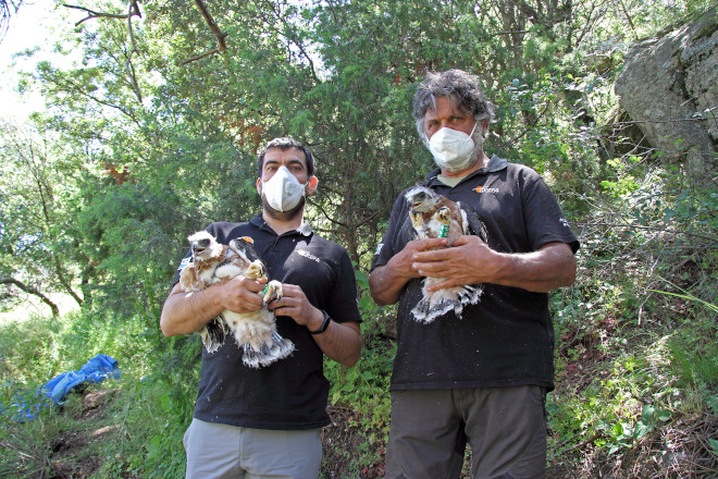 Los pollos de águila de Bonelli "Montazo" y "Brujo", descendientes de la pareja formada por la hembra "Haza" y el macho "Bélmez", capturados momentáneamente para colocarles un emisor GPS.