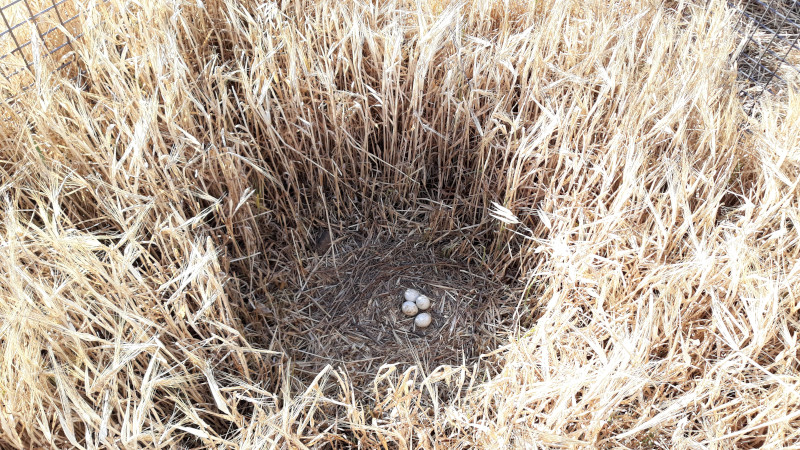 Los aguiluchos hacen sus puestas en el suelo, en el interior de cultivos de trigo, cebada y avena.