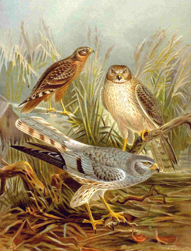 Macho, hembra y pollo de aguilucho cenizo. Lámina de Naturgeschichte der Vögel Mitteleuropas, de Johann Friedrich Naumann.