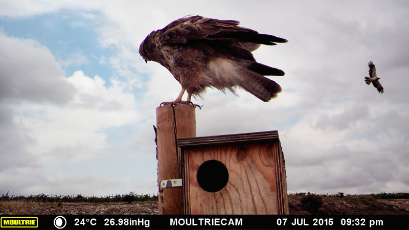 Imagen de archivo de un ratonero usando una caja nido como posadero en Gumiel de Mercado (Burgos) y un águila calzada volando en segundo plano.