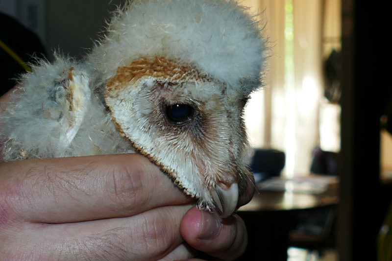 Pollo de lechuza nacido en el centro de cría de GREFA y destinado a ser liberado por el método "hacking".