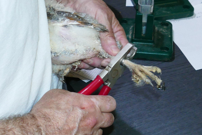 Anillamiento de un pollo de lechuza criado por GREFA antes de su introducción en un "hacking".