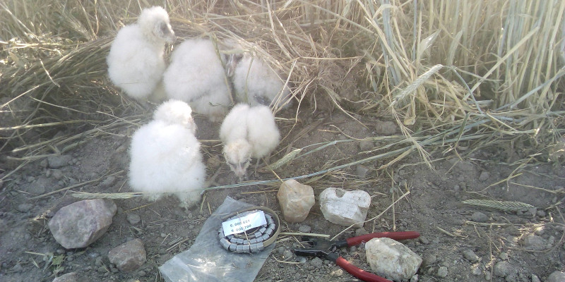 Pollos de lechuza común poco antes de ser anillados.