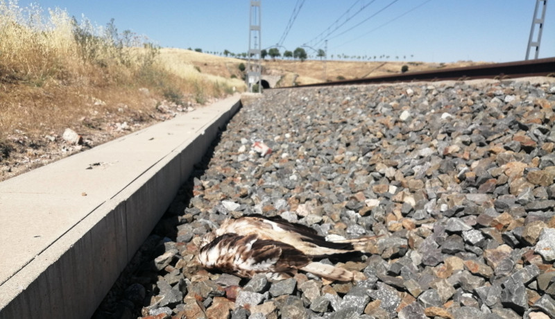 El cadáver del milano real "Reciclaje" yace junto a la vía del tren, en Colmenar Viejo (Madrid).