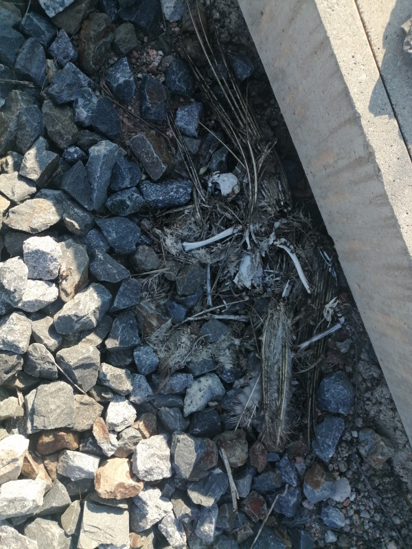 Restos óseos de aves encontrados en el mismo tramo de vía donde se halló el cadáver de "Reciclaje".