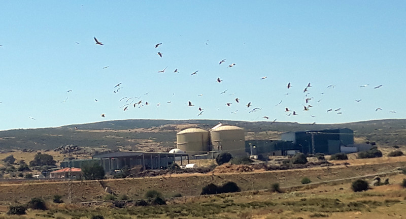 Cigüeñas y milanos vuelan sobre el vertedero de residuos CTR Ávila-Norte, en Urraca-Miguel (Ávila).