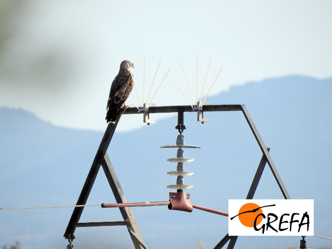 Águila culebrera posada en un apoyo con dispositivos anti-electrocución, en la provincia de Ávila.