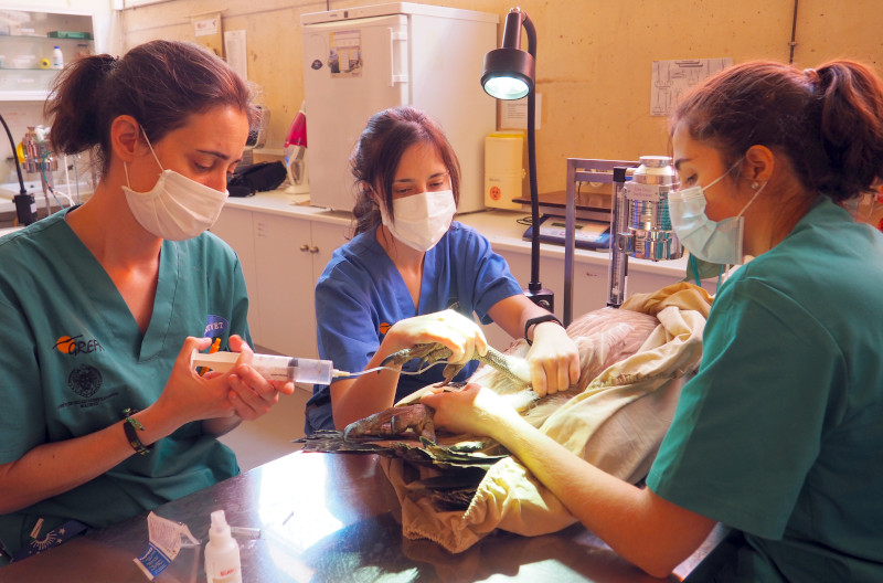 Tratamiento de un buitre leonado por tres veterinarias de GREFA.