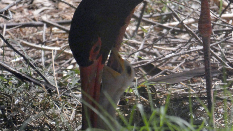 Uno de los adultos de cigüeña negra se dispone a cebar a su cría.