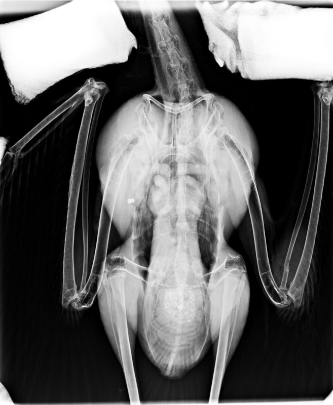 Radiografía de una de las cigüeñas blancas en las que detectamos evidencias de disparo, en la que se aprecia un balín alojado en el pectoral.
