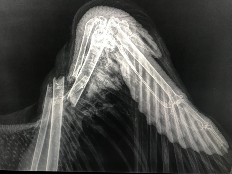 Radiografía del ala derecha de "Brínzola", con la fractura que ha sufrido. Foto: Egil Ween