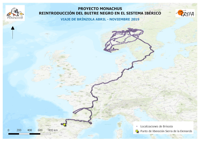 En el siguiente mapa recoge los movimientos de "Brínzola" desde abril a noviembre de 2019 y sirve para hacerse una idea de la amplitud del recorrido que ha hecho a lo largo de Europa