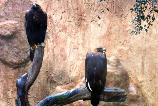 Águilas reales de nuestro centro "Naturaleza Viva".