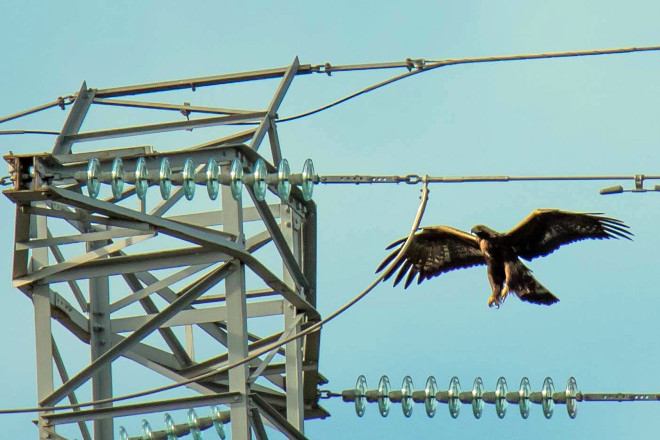 Un águila real se dispone a posarse en un apoyo de un tendido eléctrico. Foto: Alberto Álvarez.