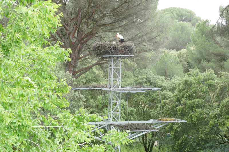 Adulto y pollos de cigüeña blanca nacidos en 2020 en la torreta de GREFA.