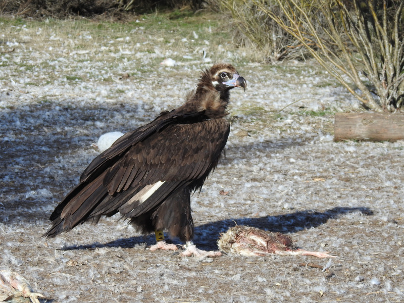 Nice picture of "Brínzola" after being released in the Sierra de la Demanda, in one of his visits to the feeding point for cinereous vultures (PAE) that we manage in this area.