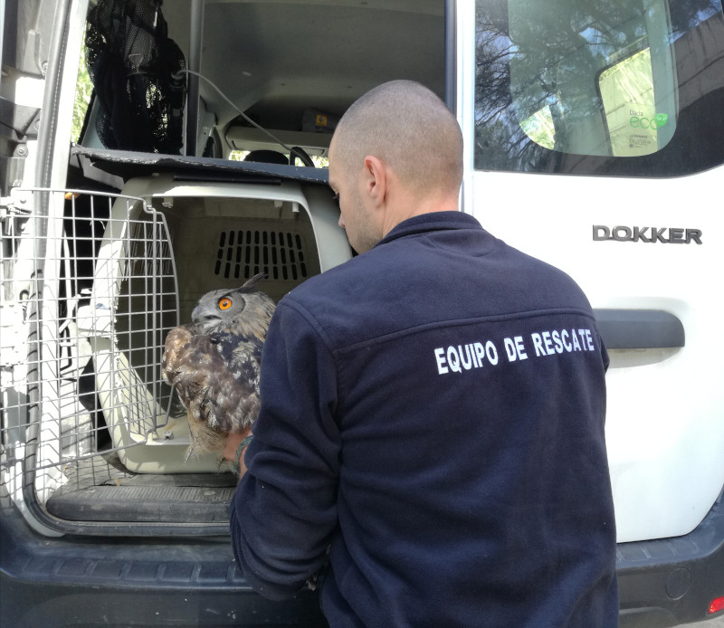 Un búho real es introducido para su traslado en un vehículo del Equipo de Rescate de GREFA.