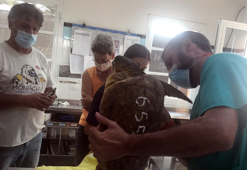 Miembros de GREFA asisten a la revisión de una tortuga marina en el Centro de Recuperación de Fauna Silvestre de Tafira (Las Palmas de Gran Canaria).