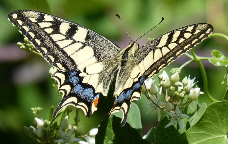 Mariposa macaón (Papilio machaon). Foto: Marc Pascual / Pixabay