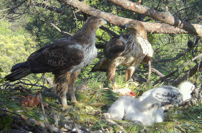 Pareja de águila de Bonelli reintroducida en la Comunidad de Madrid, junto a sus dos pollos nacidos en 2020. Foto: GREFA y Soul Natura.
