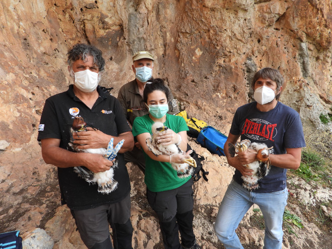 Parte del equipo que se encargó del marcaje con GPS de "Nicasio" (a la izquierda), junto con los otros dos pollos que nacieron en 2020 en el mismo nido de la provincia de Granada.