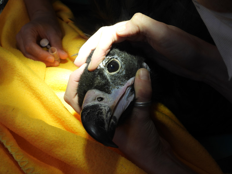Examen ocular del buitre negro por el equipo veterinario de GREFA.