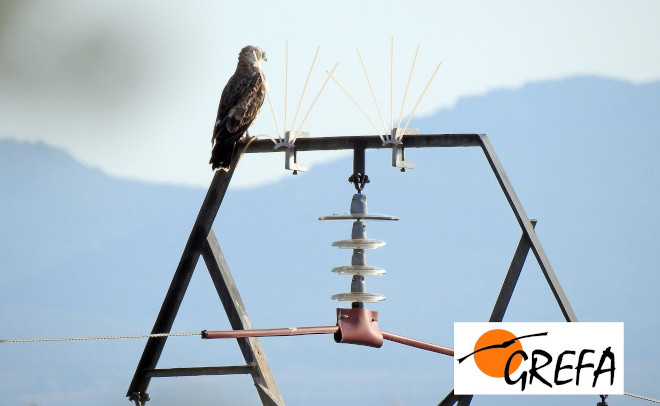 Águila culebrera en el apoyo de un tendido de la provincia de Ávila con medidas anti-electrocución.