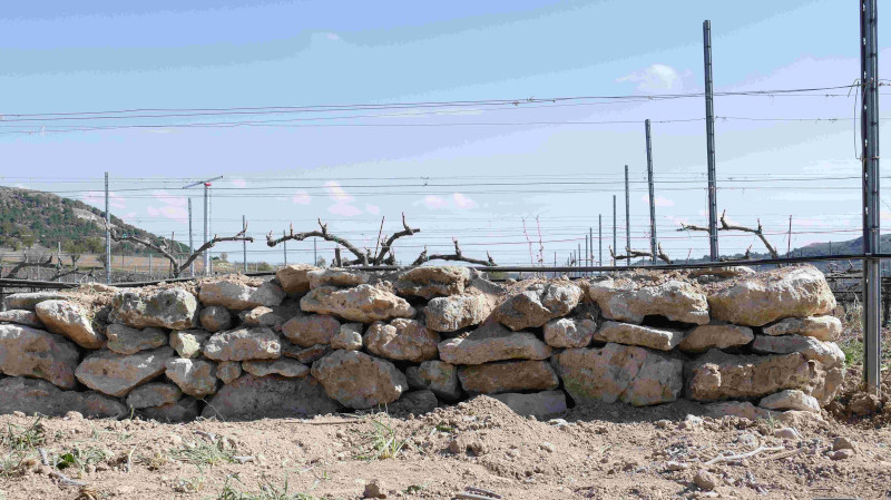 Muro de piedra entre cepas para refugio de reptiles, entre otros animales, instalado en la finca "Pago de Carraovejas", en Peñafiel (Valladolid).