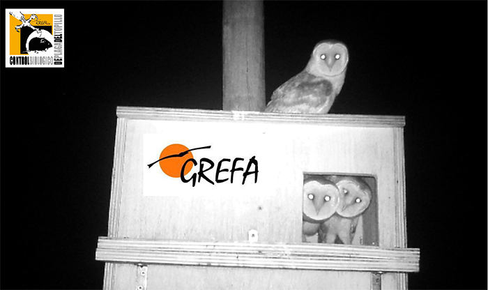 Volantones de lechuza en una caja nido instalada por GREFA en los páramos del Arlanza, en la provincia de Burgos.