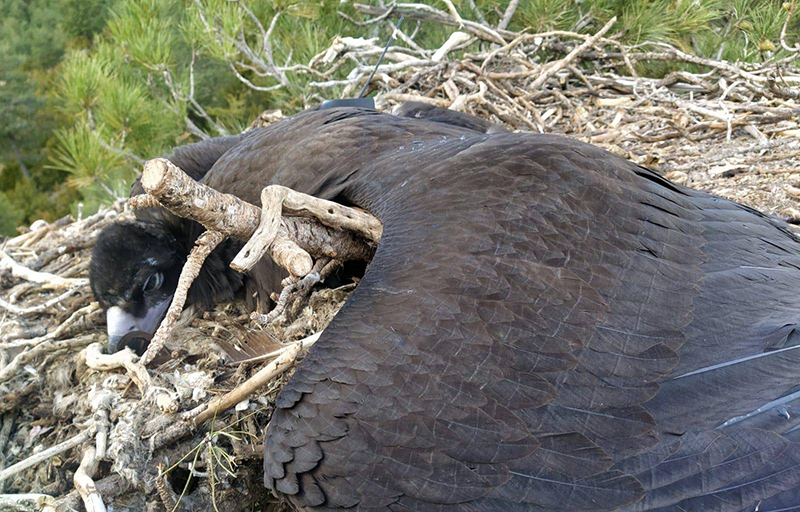 El buitre negro intoxicado por diclofenaco yace muerto en su nido, con el emisor GPS que porta visible. Foto: GSM Agents Rurals.