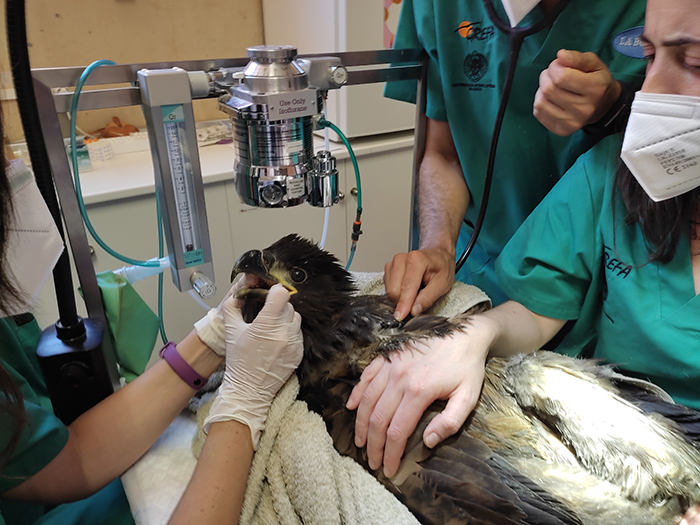 Revisión veterinaria a uno de los jóvenes pigargos procedentes de Noruega en el hospital de fauna de GREFA.