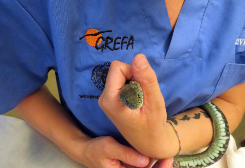 Culebra de collar que ingirió un señuelo de pesca, en manos de una veterinaria de GREFA.