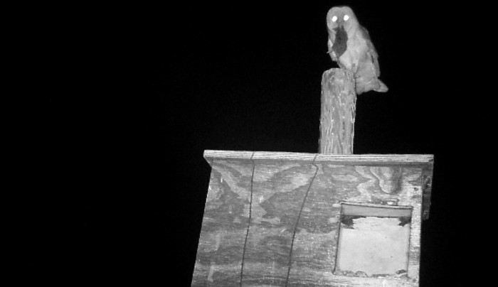 Fotografía nocturna de una lechuza con un topillo campesino sobre una de las cajas nidos que hemos instalado por numerosos municipios de Castilla y León.
